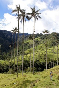 Pereira y Eje Cafetero, Colombia